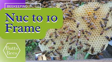 ☯️  3 STORY NUC TO A 10 FRAME HIVE ~ MOVING DAY ~  Beekeeping