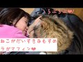 飼い猫が大好きな娘❤︎ラガマフィン【こどもと猫】ragamuffin cat kid child