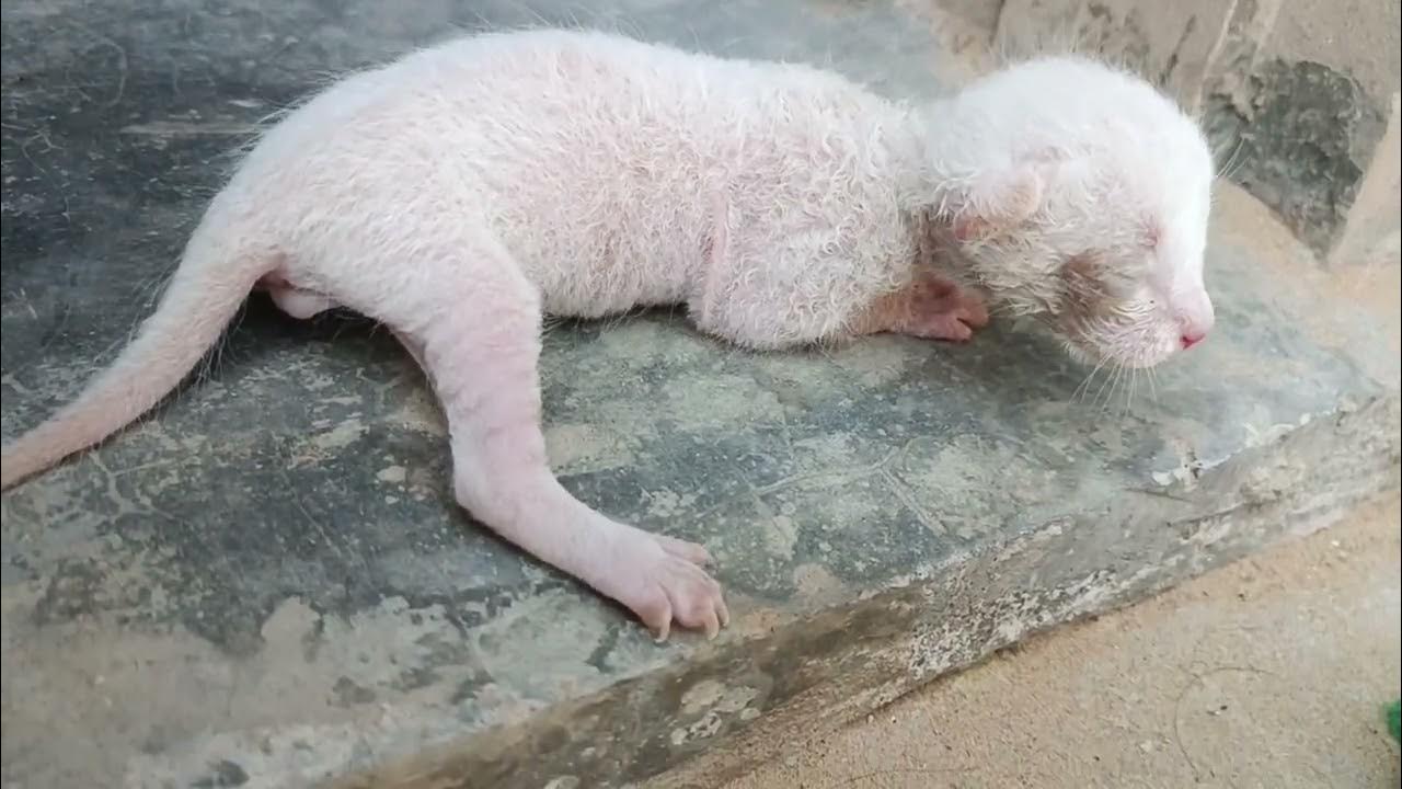 Baby Cat crying video 😭😭 !! Baby cat sound heart touching !! animals YouTube