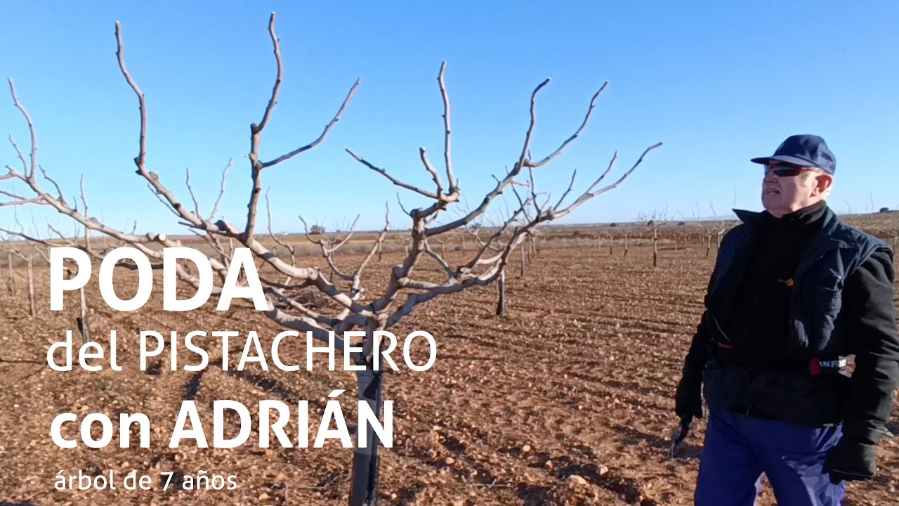 PODA DEL PISTACHO CON ADRIÁN // Evolución pistachero con 7 años🌳‼️