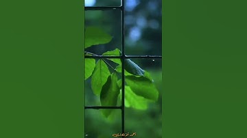 تلاوة مباركة من سورة التوبة . القاريء عبد الرؤوف الزهراني