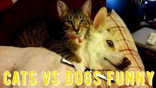 Funniest tweets about cats and dogs funny funny cats