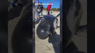 Mass Whale Stranding Prompts Rescue Effort in Western Australia