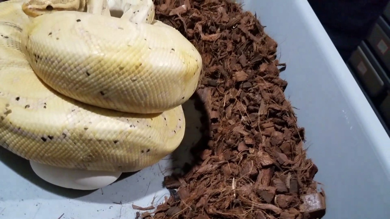 pikachu pokemon Ball python clutch #16.