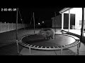 🦎 Security Cam Catches Axolotl's 2AM Trampoline Adventure!