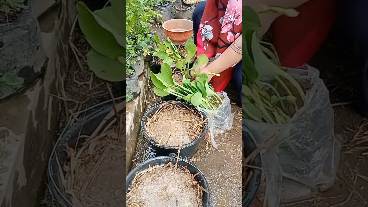 CARA MENANAM GENJER DI EMBER DI JAMIN GAK BELI GENJER LAGI!!