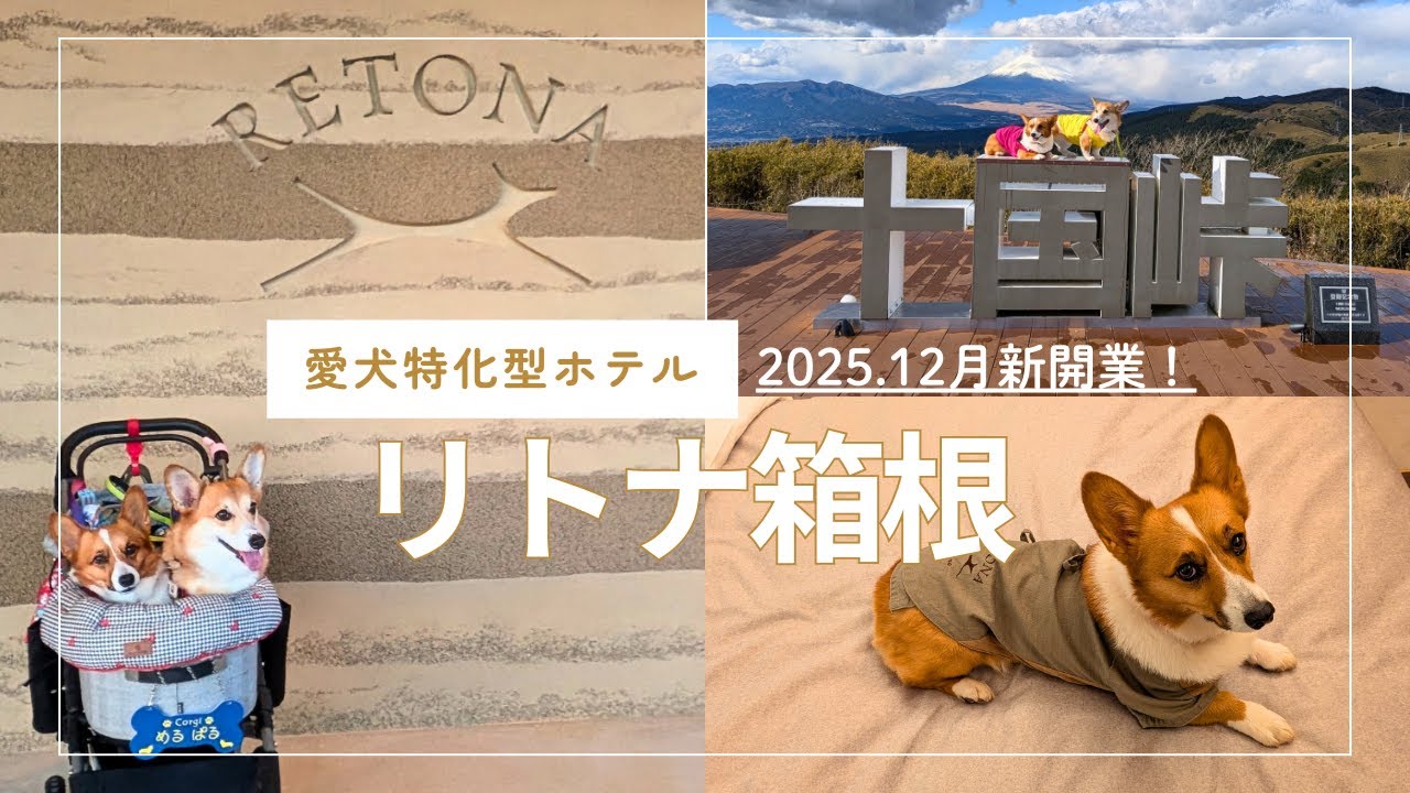 【犬連れ旅行】新開業リトナ箱根に宿泊｜高級宿でコーギーと過ごす贅沢旅が最高だった