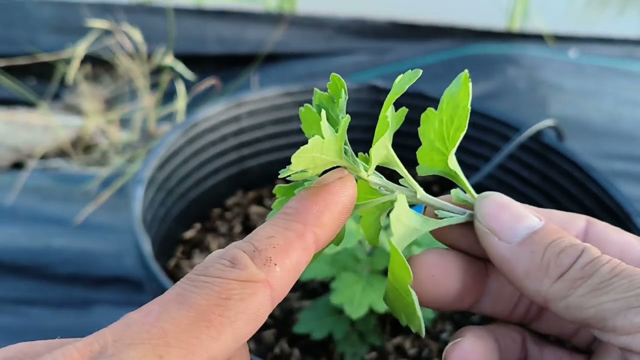 Cách trồng cúc mâm xôi Tết 2024 phần 5 - Ngắt đọt lần đầu cho cây