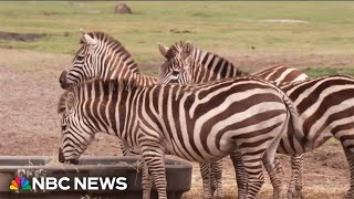 'Glamping' Safari Experience To Open At Six Flags In New Jersey