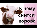 К чему снится корова Сонник от Ирины