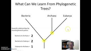 Analyzing Phylogenetic Trees