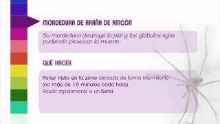 Guía de Primeros Auxilios: Picadura de Araña de Rincón [Clínica Las Condes]