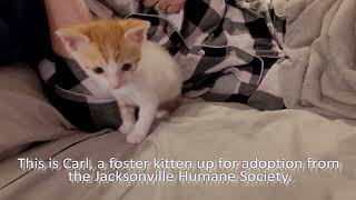 World's Cutest Kitten Episode 3