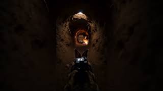 I Put a Micro-Camera on a Rabbit... What's Really Inside the Burrow? #animalshorts