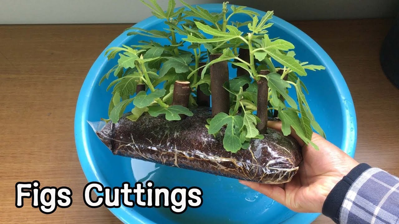 실험삼아 해본 무화과삽목방법!ㅣHow to experimental fig cutting (Ziploc Bag)