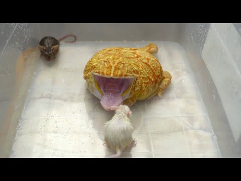 Βίντεο: Pacman Frog Φροντίδα