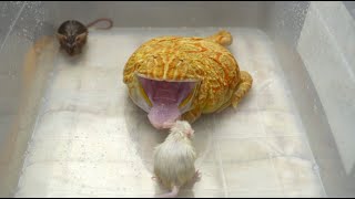 Pacman frog eats adult mice WARNING LIVE FEEDING