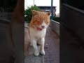 straycat #cute #orange #cat #straycat #eating #shortsviral #shortsvideo #upsc #viral