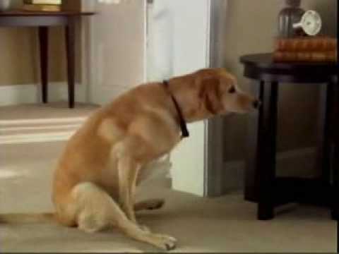 Dog Wiping His Butt Youtube