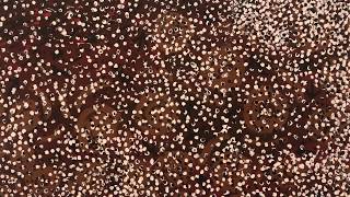 Sneak Peek Defining Tradition The First Wave & Its Disciples