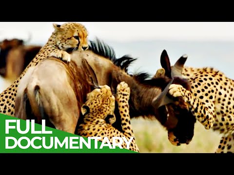 Cheetahs: Fastest Hunters in Africa