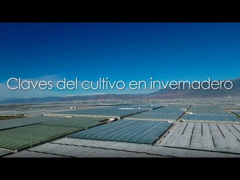 Video: Plantación Conjunta En Invernadero