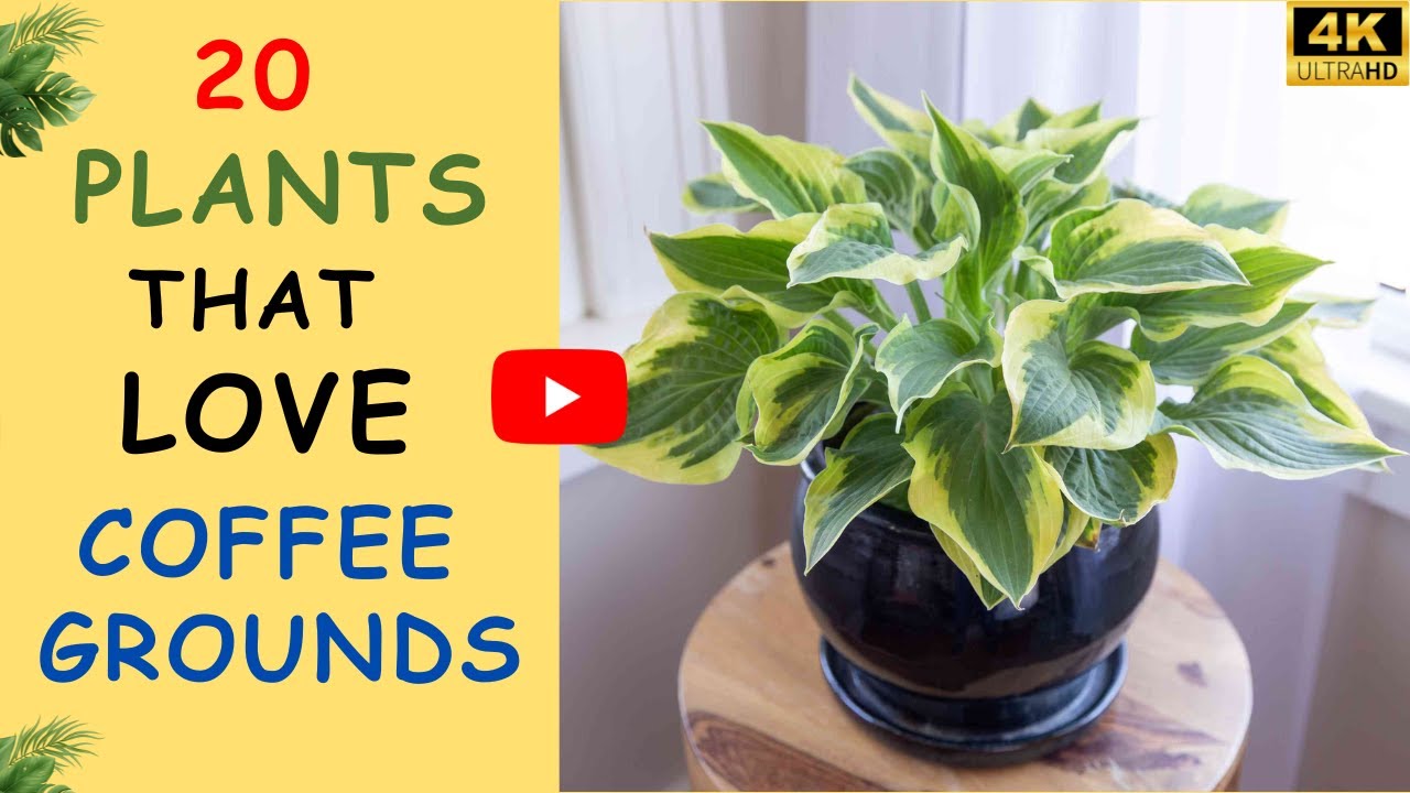 20 Plants that LOVE Coffee Grounds | Grow Better With Coffee