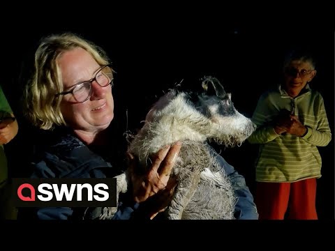 Video: Pet Scoop: Girl Helpt Brandweerlieden Gratis Kitten, oma strandde in Flood herenigd met hond