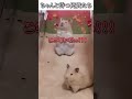動物のおもしろ動画にツッコミどころ満載なアフレコしてみた#458【クッキー】【ハプニング映像】#shorts #アフレコ #面白動画