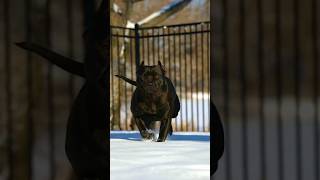 Pitbull 👑 vs Daberman fight🔥#viral #dogs #shorts