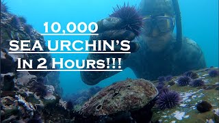 INVASIVE Sea Urchins/Uni!!!! Intro to Freediving CA Series (#3)