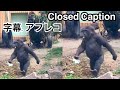 Kintaro isn't afraid of thunder! But Dad Momotaro is scared to death.🅷🅾🆃【KyotoZoo, Gorilla
