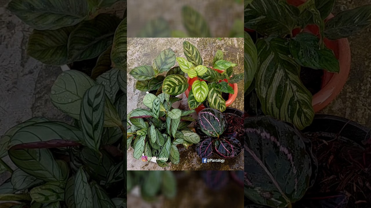 FIX Calathea Brown Leaves Tips - Calathea Plant Care - YouTube
