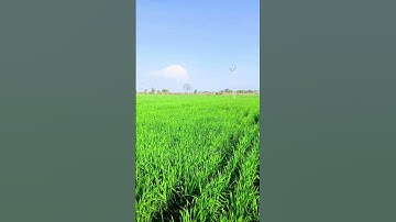 Thumbnail of El RegaloSong by Mayel Jimenez  ##shorts video##