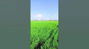 El RegaloSong By Mayel Jimenez Shorts Video 