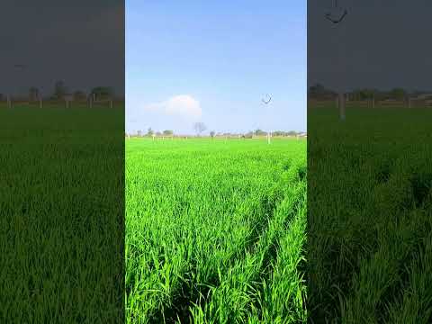 El Regalosong By Mayel Jimenez Shorts Video El Regalosong By Mayel Jimenez Shorts Video