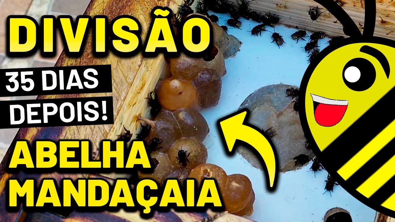 Divisão de Mandaçaia Mqq 1x1 e revisão com 35 dias. Deu certo?