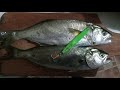 Экстремальная рыбалка 2020 Луфарь сарган Extreme fishing Bluefish Garfish