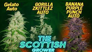 FastBuds Auto flower Grow Update 2 For FastBuds Discount 15% off Use Code TSG420