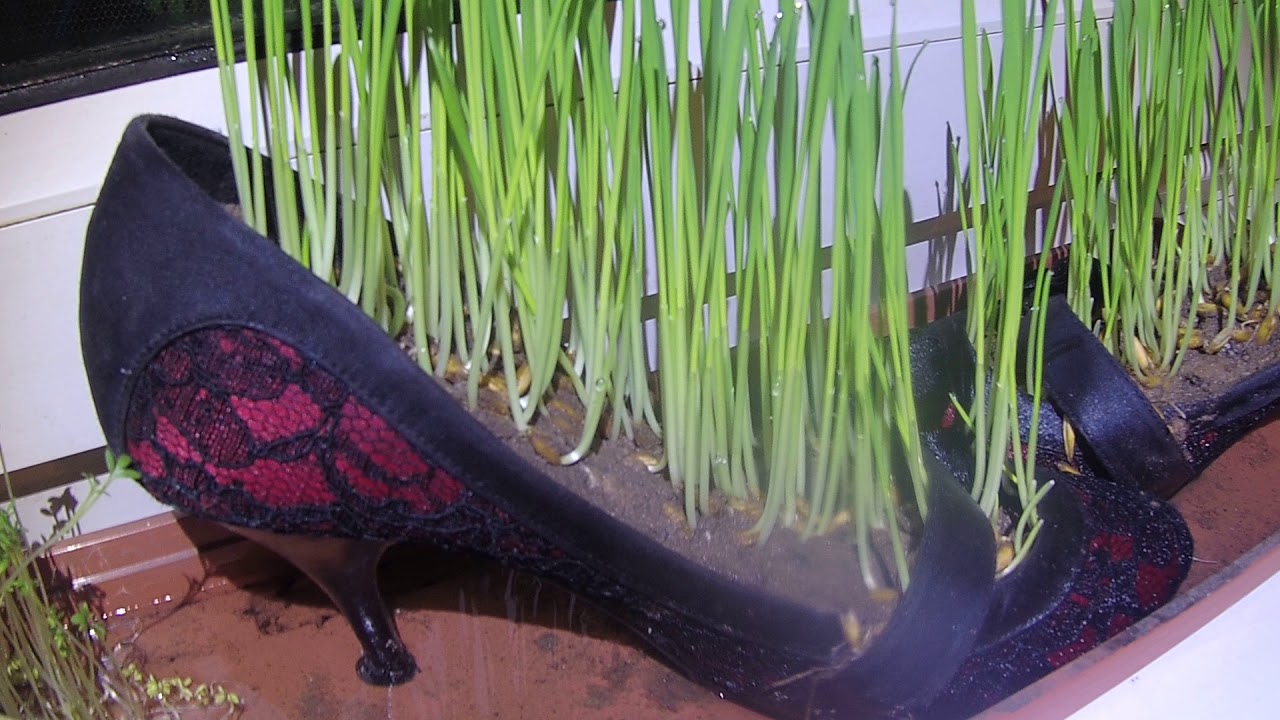 227 Shoe Flower Pot YouTube