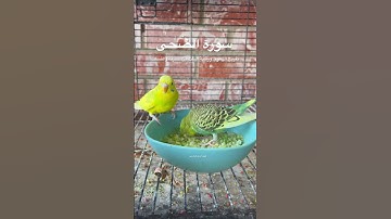 #سورة_الضحى #قرآن #ياسر_الدوسري #اكسبلور #العراق #طيور #البادجي #تكساس #quran #birds #budgies #usa