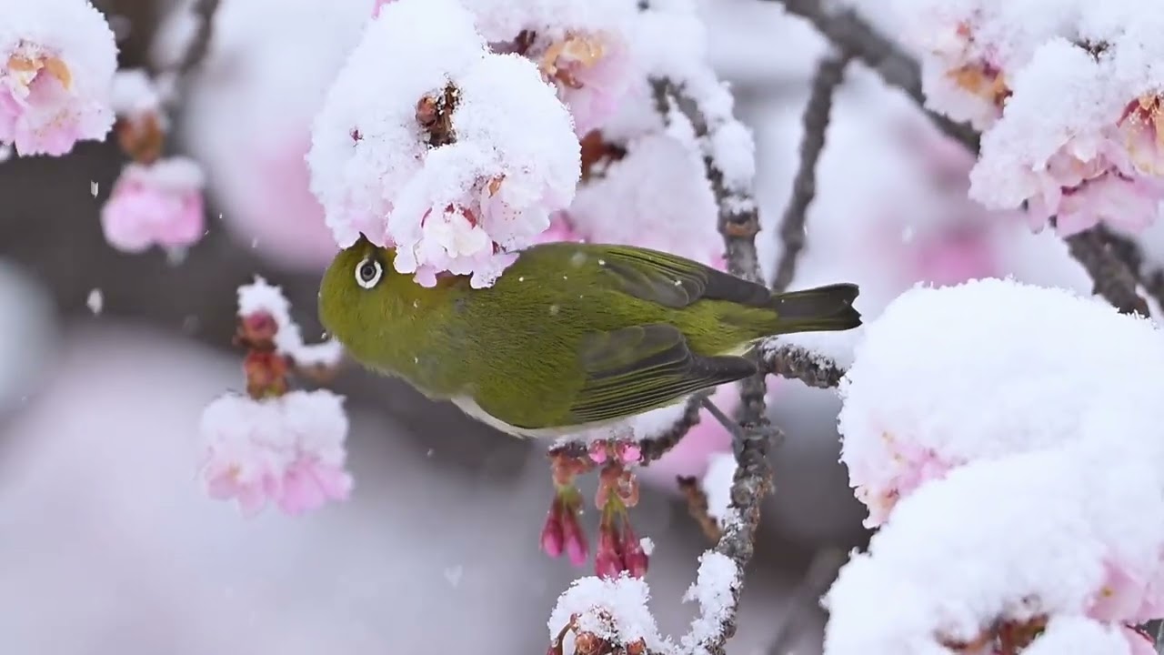 薩摩寒桜と雪メジロ