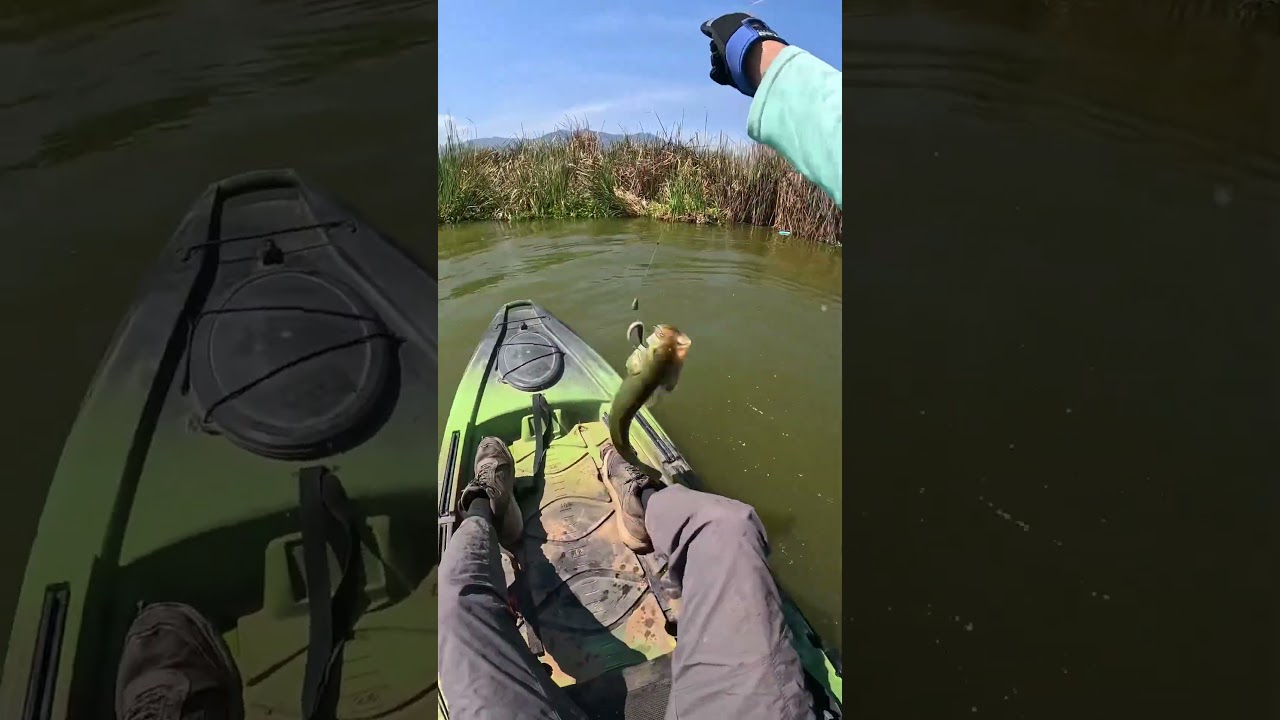 Una Lobina con mucho estilo! 😄 