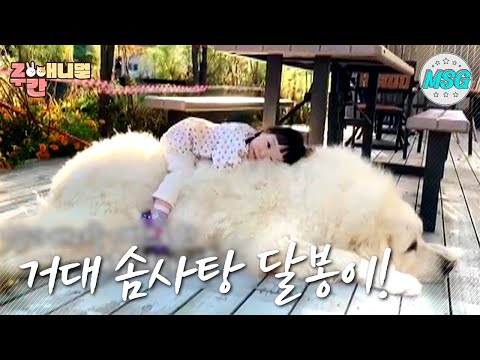 아기+반려동물=사랑?! 초대형견 달봉이와 수아 시아 자매의 동거!#주간애니멀 #MBC LIFE #생방송 오늘 저녁 MBC 201228 방송