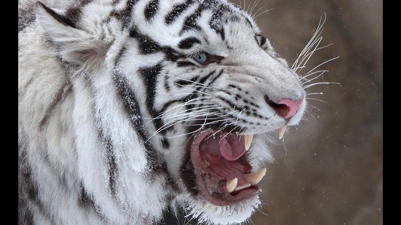 Aava 猫 The King's Pet flawless victory [DS2 Crown of the Ivory King Gameplay]