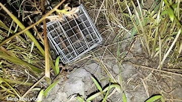Bẫy chuột không cần mồi.cuộc sống sinh tồn tập 17.Minh khôi vlogs
