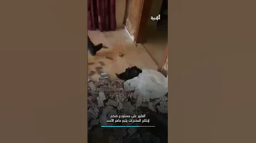 العثور على معامل ضخمة لإنتاج حبوب مخدرات الكبتاجون في سوريا تابعة لماهر الأسد 