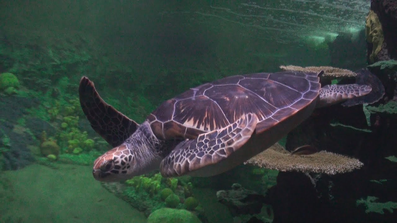 Turtle Reef at SeaWorld San Diego YouTube