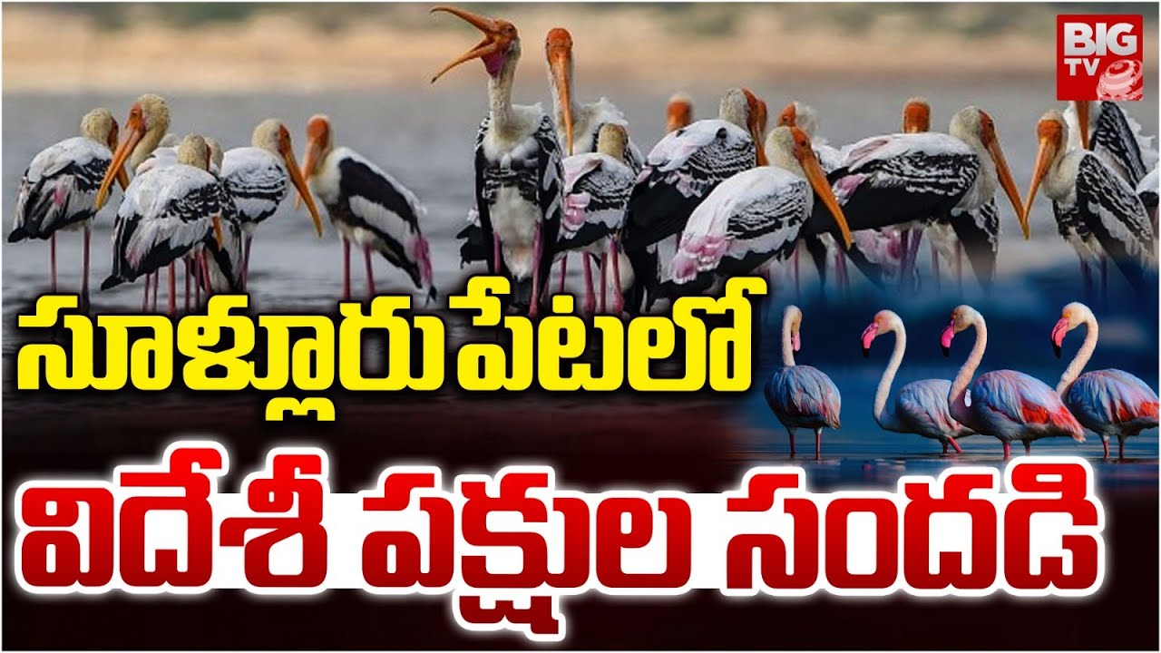 సూళ్లూరుపేటలో విదేశీ పక్షుల సందడి | Pulicat Flamingo Festival In Sullurpet | Nellore | BIGTV