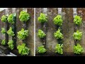 Magical salad garden straight from recycled plastic bottles